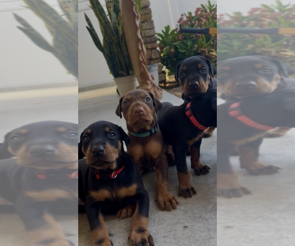 Medium Photo #2  Breeder Profile in HIGHLAND, CA, USA