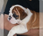 Small Photo #10  Breeder Profile in GREEN FOREST, AR, USA