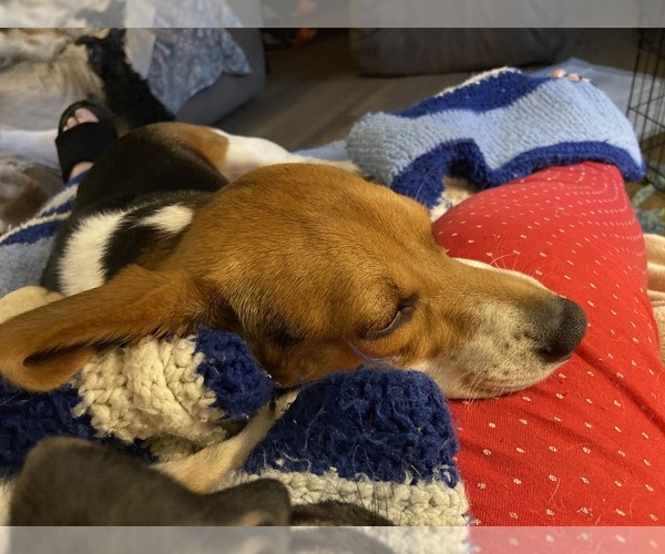 Medium Photo #1  Breeder Profile in UNION, SC, USA