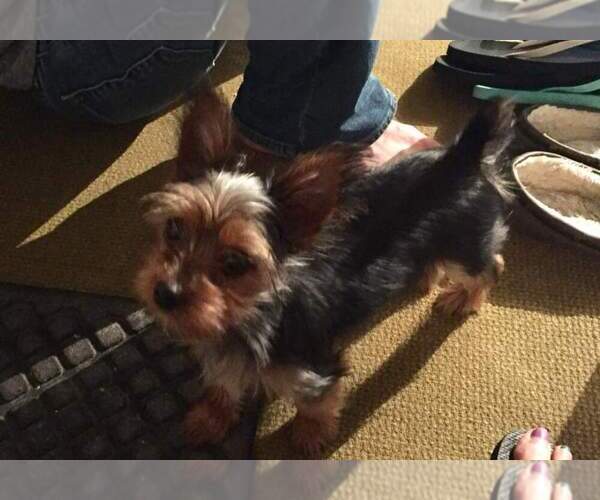Medium Photo #34  Breeder Profile in NEENAH, WI, USA