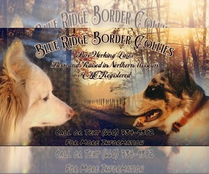 Border Collie Dog Breeder near BROOKFIELD, MO, USA