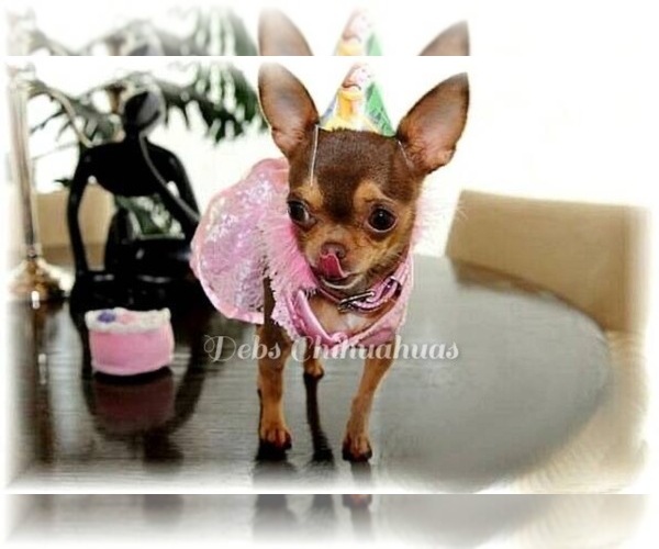 Medium Photo #2  Breeder Profile in TRACY, CA, USA