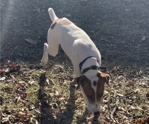 Medium Photo #23  Breeder Profile in KINGSVILLE, MO, USA