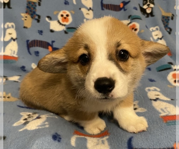 Medium Photo #3  Breeder Profile in TRENTON, FL, USA