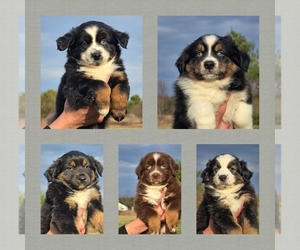 Miniature Australian Shepherd Dog Breeder near BOONVILLE, NY, USA