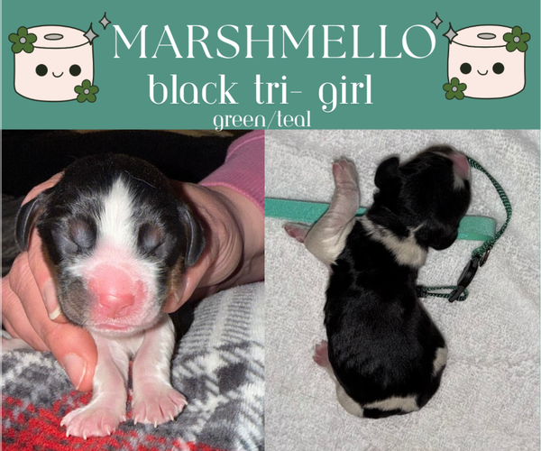 Medium Photo #8  Breeder Profile in LITCHFIELD, MN, USA