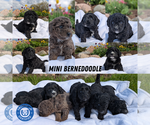 Small #9 Breeder Profile image