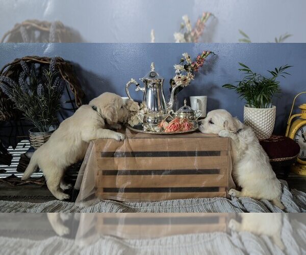 Medium Photo #22  Breeder Profile in URBANA, OH, USA