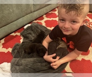 Pug Dog Breeder near NIXA, MO, USA