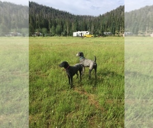 Poodle (Standard) Dog Breeder near SAINT GEORGE, UT, USA