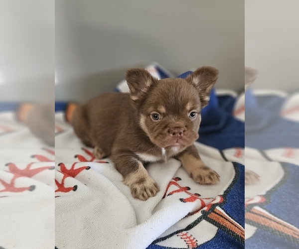Medium Photo #5  Breeder Profile in DEVINE, TX, USA