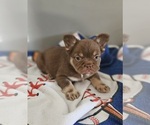 Small #4 Breeder Profile image