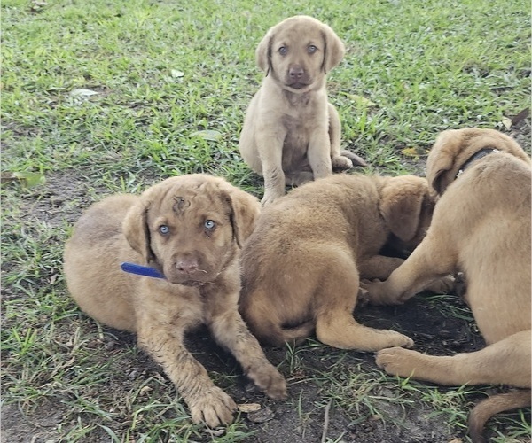 Medium Photo #13  Breeder Profile in Cordele, GA, USA