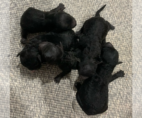 Medium Photo #1  Breeder Profile in SOMERSET, KY, USA