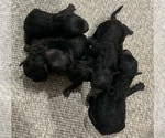 Small breeder photo