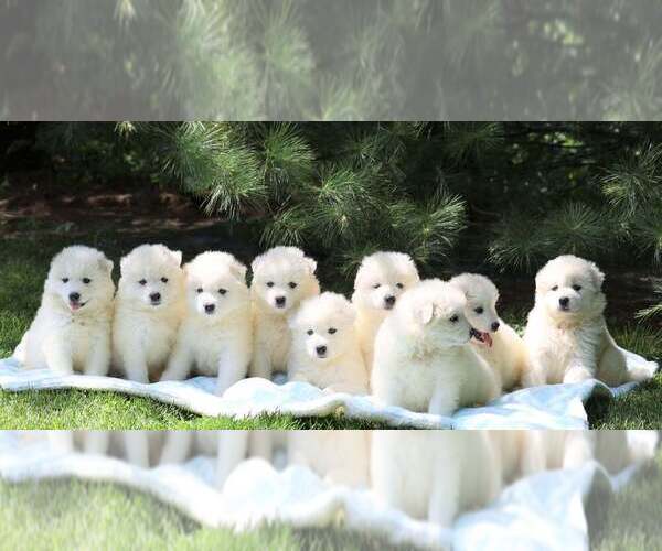 Medium Photo #1  Breeder Profile in FREDERICKSBURG, OH, USA