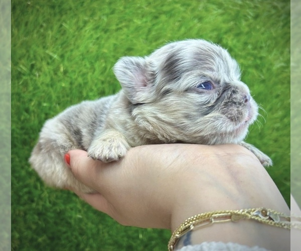 Medium Photo #12  Breeder Profile in DANBURY, CT, USA