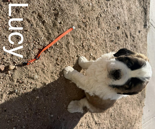 Medium Photo #22  Breeder Profile in OTIS, CO, USA