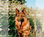 Small breeder photo