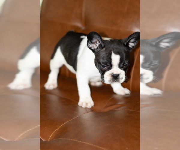 Medium Photo #4  Breeder Profile in STOCKTON, CA, USA