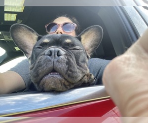 French Bulldog-Poovanese Mix Dog Breeder in OSTEEN,  USA