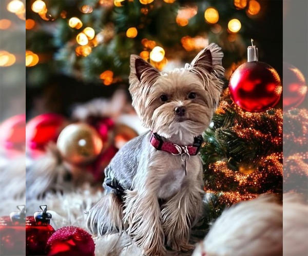 Medium Photo #1  Breeder Profile in EUSTIS, FL, USA