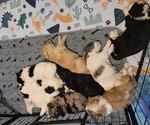 Small #2 Breeder Profile image