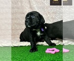 Small Photo #8  Breeder Profile in LEES SUMMIT, MO, USA