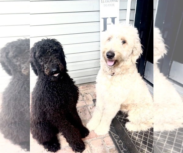 Medium Photo #1  Breeder Profile in DESTIN, FL, USA