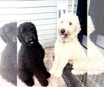 Small breeder photo
