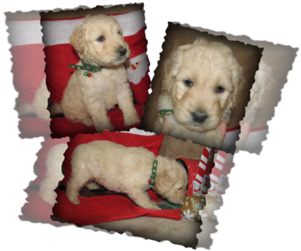 Medium Photo #1  Breeder Profile in POCATELLO, ID, USA