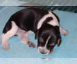 Small breeder photo