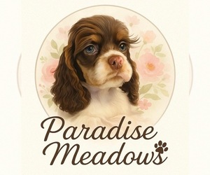 Cock-A-Poo Dog Breeder in HESPERIA,  USA