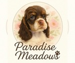 Small breeder photo