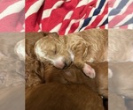 Small #7 Breeder Profile image