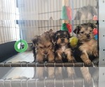 Small #323 Breeder Profile image