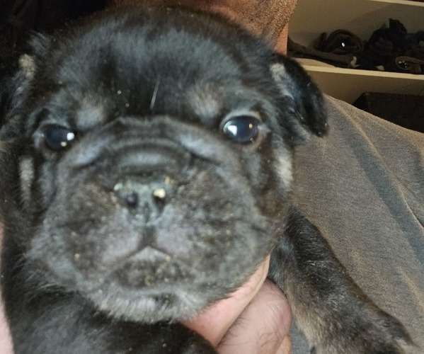 Medium Photo #2  Breeder Profile in FENTON, MO, USA