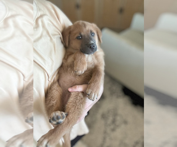 Medium Photo #5  Breeder Profile in HUNTINGTON, IN, USA