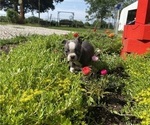 Small Photo #5  Breeder Profile in FREDONIA, KS, USA