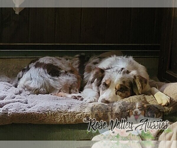 Medium Photo #10  Breeder Profile in TROUT RUN, PA, USA