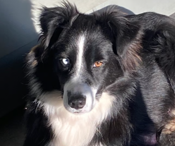 Medium Photo #1  Breeder Profile in OXFORD, NC, USA