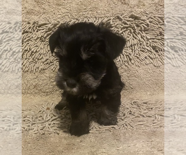 Medium Photo #1  Breeder Profile in NEWARK, DE, USA