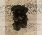 Small breeder photo