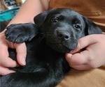 Small #18 Breeder Profile image
