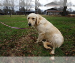 Small Photo #2  Breeder Profile in LA VERGNE, TN, USA