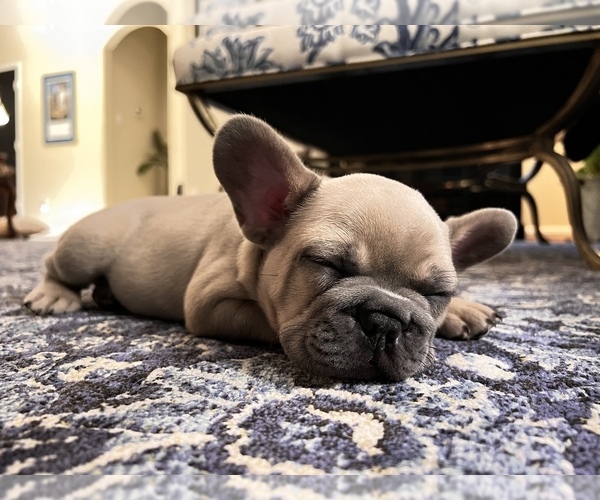 Medium Photo #1  Breeder Profile in ROSHARON, TX, USA