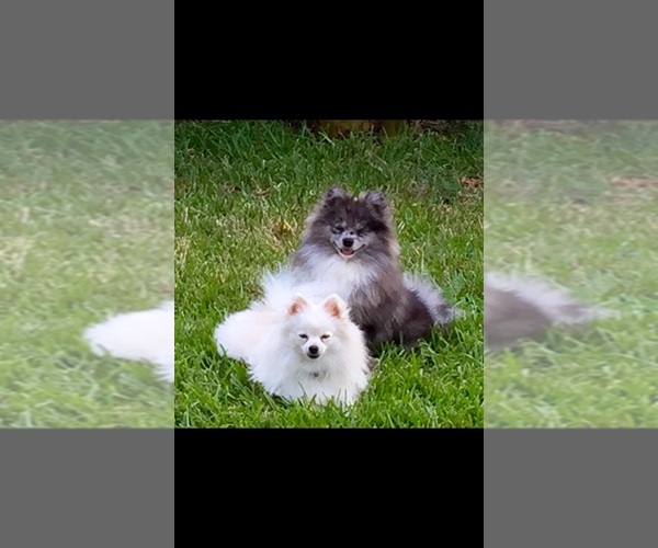Medium Photo #1  Breeder Profile in PASADENA, TX, USA