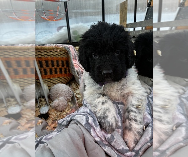 Medium Photo #12  Breeder Profile in SAXTONS RIVER, VT, USA