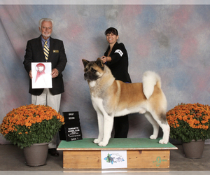 Main photo of Akita Dog Breeder near NEWBERRY, MI, USA