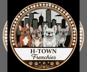 French Bulldog Dog Breeder near BAYTOWN, TX, USA